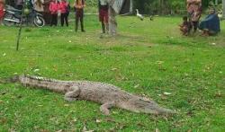 Heboh, Buaya Masuk Perkarangan Rumah Warga di Tapung